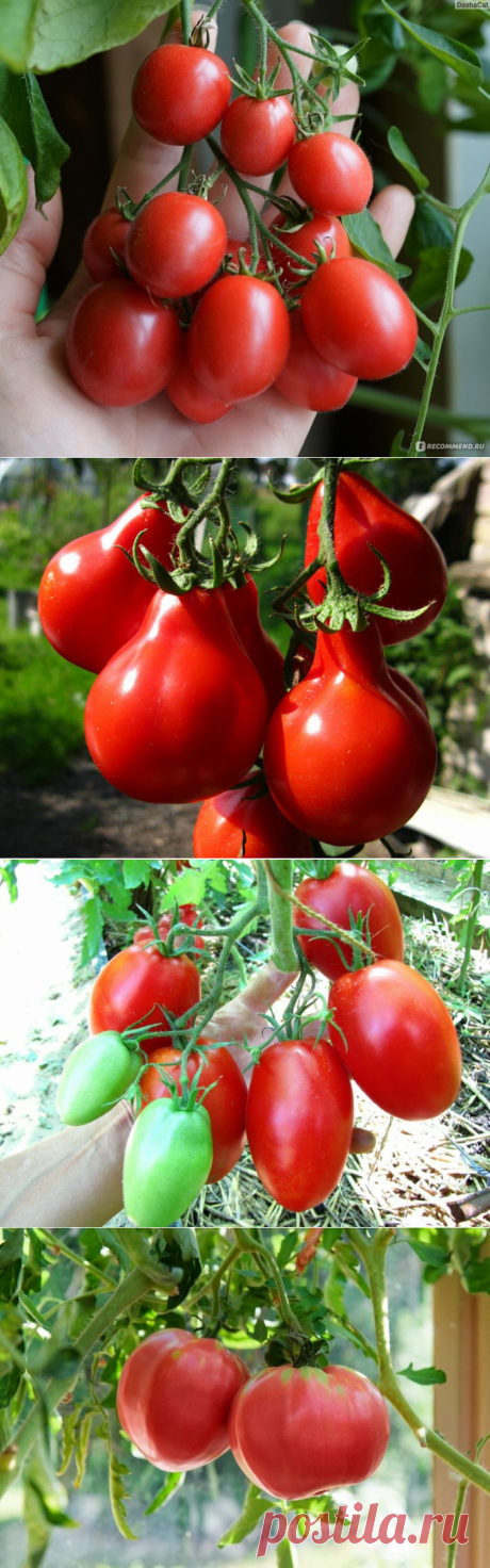 Устойчивые к Фитофторе сорта томатов , которые я обязательно посажу в Следующем году | Все о цветоводстве | Яндекс Дзен