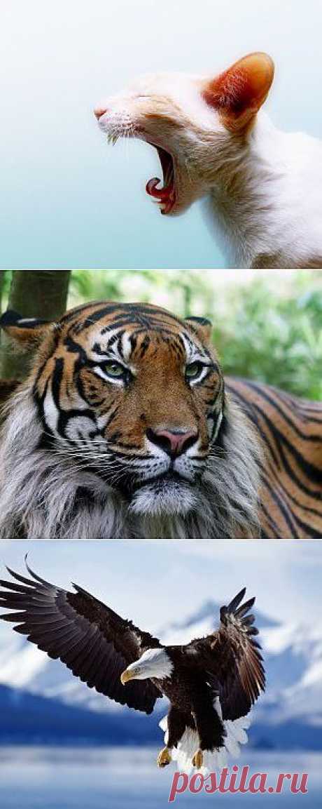 Animals wallpapers - Free HD Desktop Wallpapers