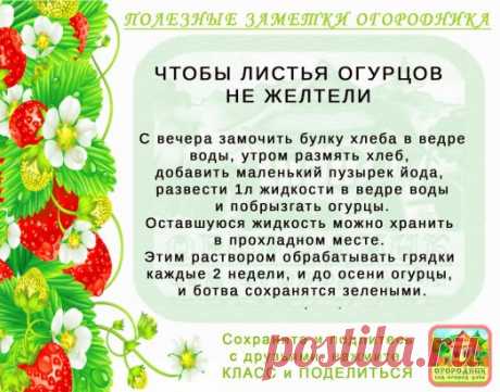 КОПИЛОЧКА  ОГОРОДНИКА!
Сохраните и поделитесь с друзьями!
#✒ЗаметкиОгородника✒