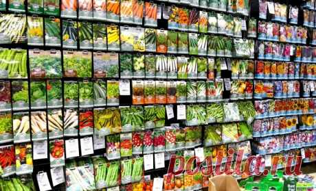 Какие сорта овощей и зелени стоит посадить в сезоне 2022 | Новости (Огород.ru)