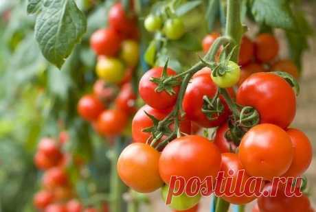Молоко и йод против фитофторы томатов — Полезные советы