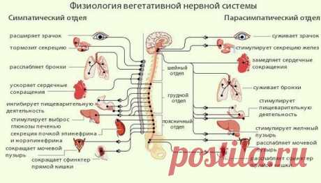 Улучшаем тонус сосудов!

Головная боль, головокружение или шатание, чувство сдавливание в висках, отдающее то в шею, то в щеку, боль в глазах, постоянный упадок сил и желание плакать, беспричинные приступы страха, хаотичное биение сердца, боли в области сердца и т.д. – этот список можно продолжать и если это кому-то знакомо, то диагноз – ВСД- вегето-сосудистая дистония стоит в вашей медицинской карточке.
Показать полностью…