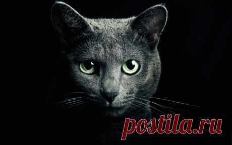 Download Russian Blue Cat Wallpaper - GetWalls.io Click to download free wallpaper for your desktop and mobile.