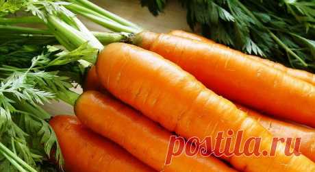 Сочные, сладкие сорта моркови - моя находка | Записки огородницы | Яндекс Дзен
