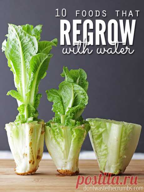 How to Regrow Food in Water: 10 Foods that Regrow Without Dirt