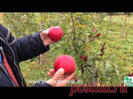 Зимние сорта яблонь, краткое описание, плодоношение в питомнике растений Сад.