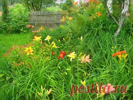 Красивая зона отдыха, лилейники в саду