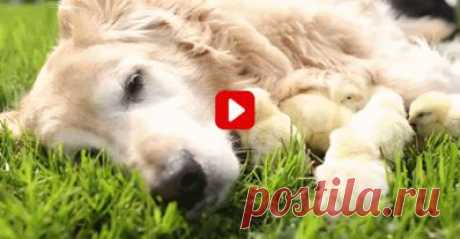 This Dog &amp; His Tiny Chicks Will Add a Little Sunshine to Your Day