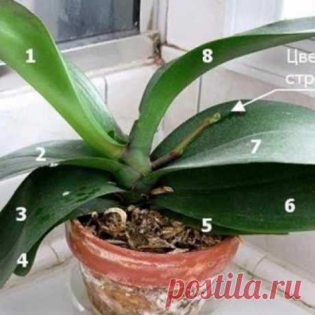 9 правил, благодаря которым орхидея будет буйно цвести круглый год. И всё исключительно своими руками