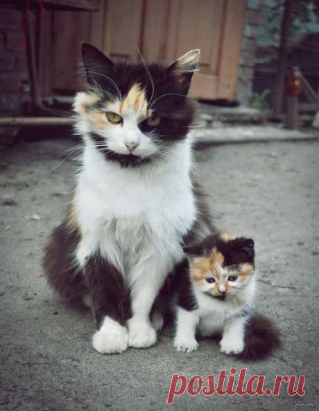 Очаровательные кошки и их мини-копии )