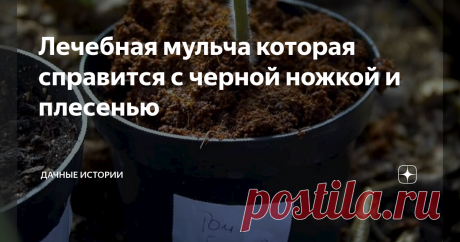 Лечебная мульча которая справится с черной ножкой и плесенью