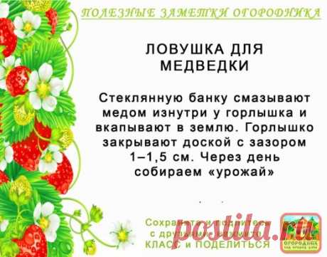 КОПИЛОЧКА  ОГОРОДНИКА!
Сохраните и поделитесь с друзьями!
#✒ЗаметкиОгородника✒