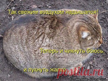 котоматрица