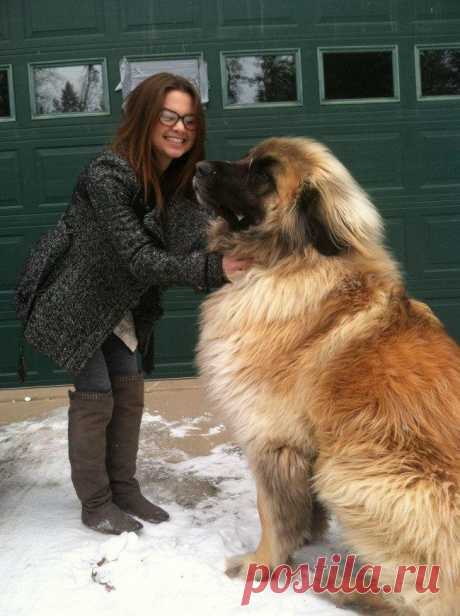 15 собак, которые даже не подозревают о своих размерах