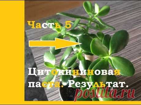 Результат тотальной обрезки денежного дерева. Часть5. Цитокининовая паста работает!