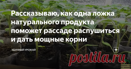 Рассказываю, как одна ложка натурального продукта поможет рассаде распушиться и дать мощные корни Добрый день, дорогие садоводы! Приветствую Вас, подписчики и гости моего канала! Сегодня в статье пойдёт речь о натуральном продукте, который многие применяют на даче. Но им можно подкормить и рассаду для её более лучшего развития.
Приятного прочтения!
Каждый хочет, чтобы у него росла сильная и здоровая рассада, которую вскоре можно уже будет высаживать в теплицу. А в некоторых южных регионах и