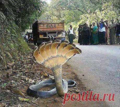 Эта змея была найдена в ГОРАХ Гондураса.поставь лайк пусть все видят
