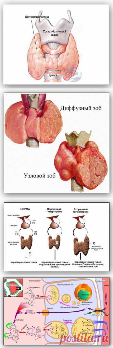 Коррекция заболеваний щитовидной железы фитопрепаратами компании NSP..