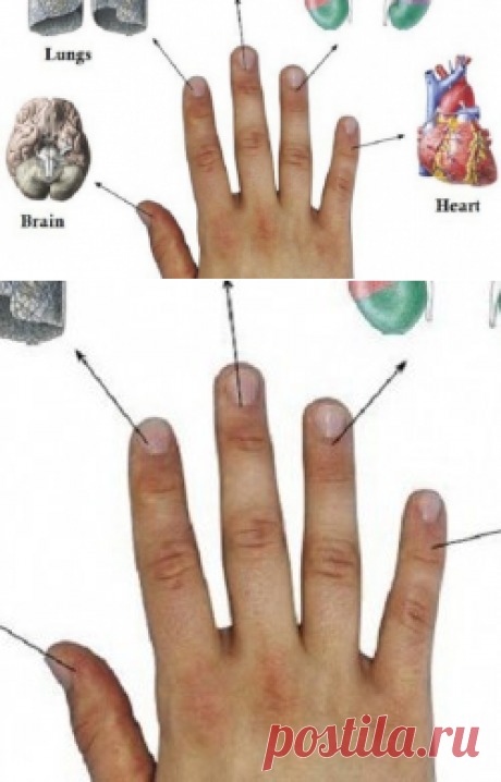 Каждый палец связан с двумя органами: японский метод лечения за 5 минут! | Golbis