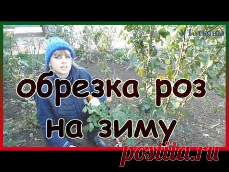 Как обрезать розы на зиму и укрывать. Проверенный способ обрезки роз.