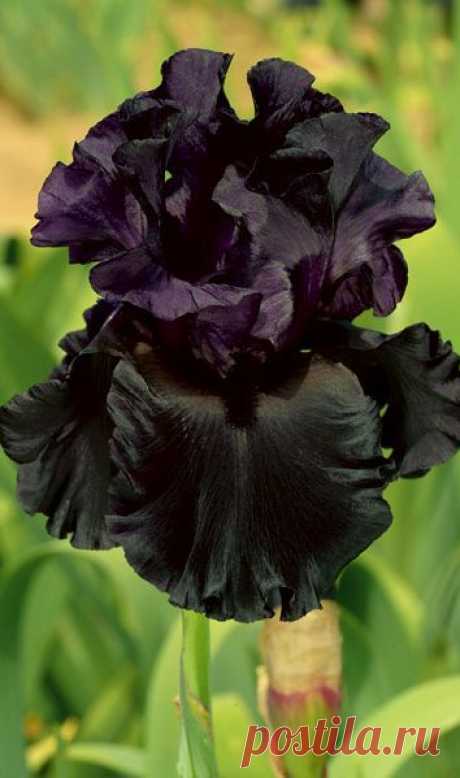 Iris 'Raven Girl'