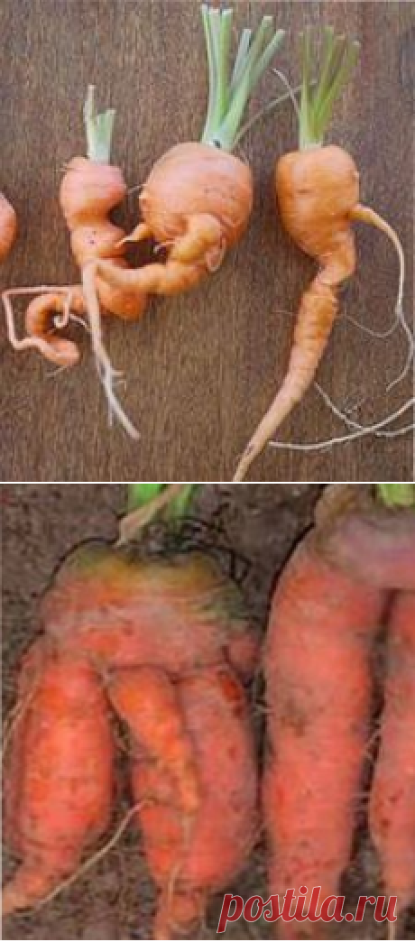 Почему морковь корявая | ВО САДУ И В ОГОРОДЕ