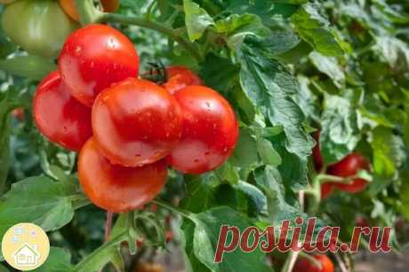 Подкормка английской солью томатов и перцев 🌶🌶

Шпаргалка-выручалка для обильного урожая. Обязательно возьмите на заметку.

🌶Подкормка английской солью усиливает цветение этих культур. Достаточно добавить одну чайную ложку английской соли на 4,5 л воды и опрыскивать кусты перцев и томатов этим раствором через каждые две недели.

🌶Помните, что слишком концентрированный раствор может повредить листья растений, которые сгорят на солнце. Поэтому строго придерживайтесь дозы...