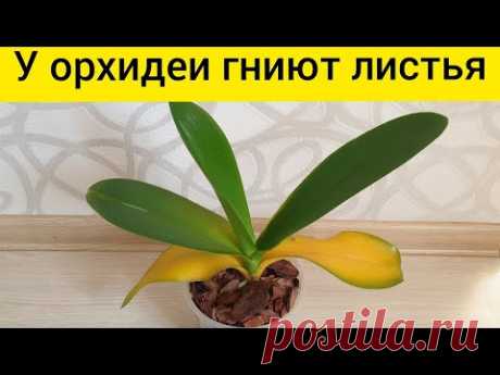 У орхидеи желтеют листья || Орхидея гниёт || Обработка орхидеи с желтыми листьями