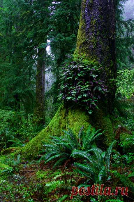 coiour-my-world:
“Ferns on old growth tree, Oswald West State Park, Oregon by USFWS Pacific on Flickr.
”