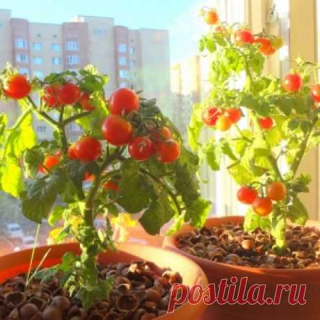 Мини-огород на подоконнике: лучшие сорта комнатных томатов