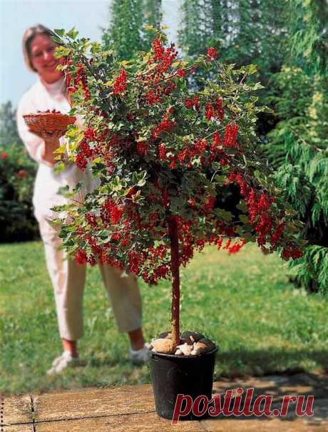 Как сделать из красной смородины ягодное дерево - необычный, стильный элемент ландшафта сада | Дача - это маленькая жизнь | Яндекс Дзен