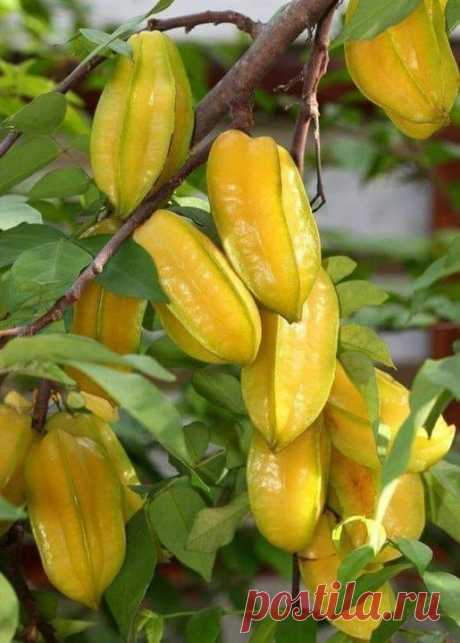 Carambola.