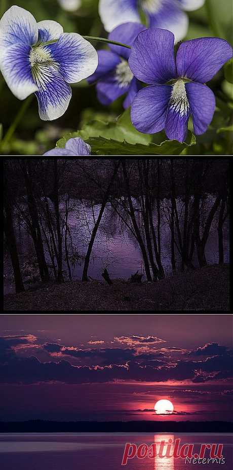 Flickr Search: violet