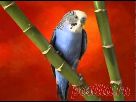 Пение волнистых попугаев . Singing budgies - YouTube