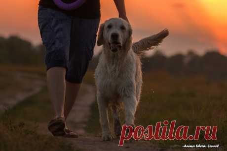 4 простых способа показать собаке вашу любовь | Wikipet.ru