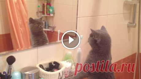 Cat admires himself in the mirror