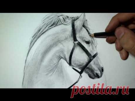 Comment dessiner une tête de cheval [Tutoriel]