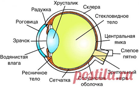 Заболевания глаз и как улучшить зрение. | Примафлора