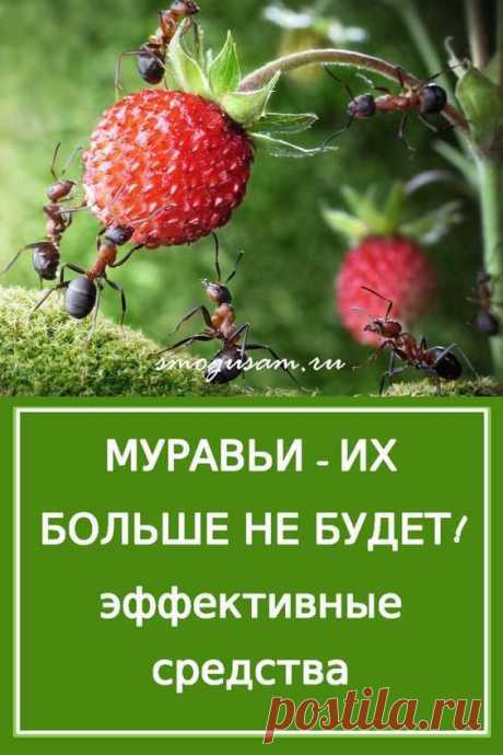 Как избавиться от муравьев и тли в огороде и саду: проверенные способы в июне очень жаркая погода ....