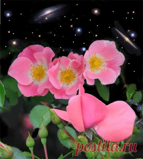 Кейт Логран и ее цветы на фоне звездного неба