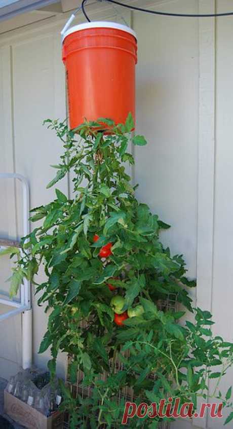Tips for Growing Tomatoes Upside Down - Gardening Channel If you spend any time researching gardening products you have probably seen planters designed to hold a tomato plant upside down. This non-traditional way of growing a tomato plant can be a fun way to keep your garden interesting. It can also help gardeners with limited space find a little extra room. If you have […]