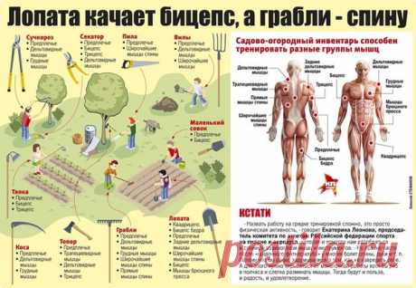 Научный подход к работе-тренировкам на даче))