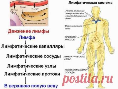 НИКОГДА НЕ ДОПУСКАЙТЕ ЗАСТОЯ ЛИМФЫ... 
Двигаться кровь по артериям заставляет мышечный сосудистый орган — сердце, движение крови по артериям и венам обеспечивается — сердечно клапанным строением, далее строением сосудистой и артериальной …