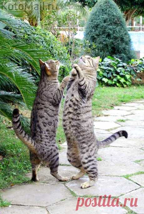 Танец с подругой!