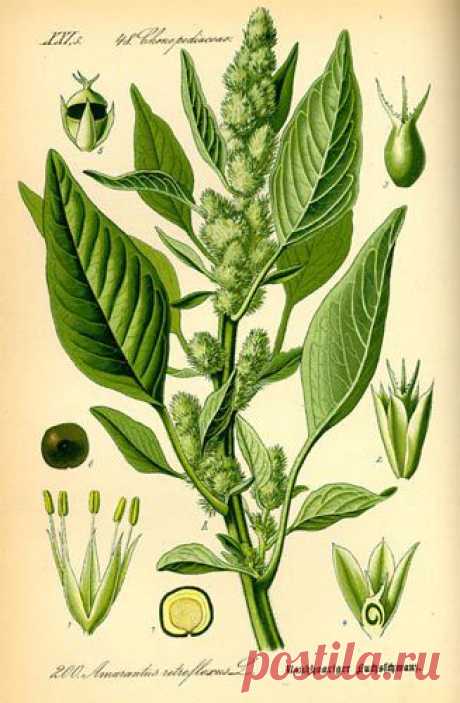 Amaranthus_retroflexus_5.jpg (327×500)