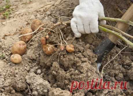 Когда копать картофель, или как определить, что картошка уже созрела