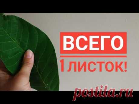 Удивительно! Всего 1 листок, чтобы рухнул сахар, холестерин ушел, ушли паразиты! Рецепт.