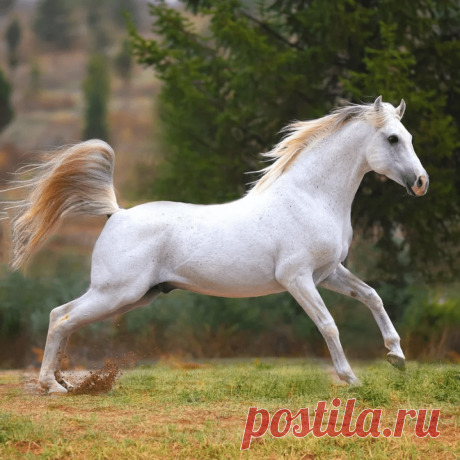 Белая лошадь - 51 фото - картинки: смотреть онлайн