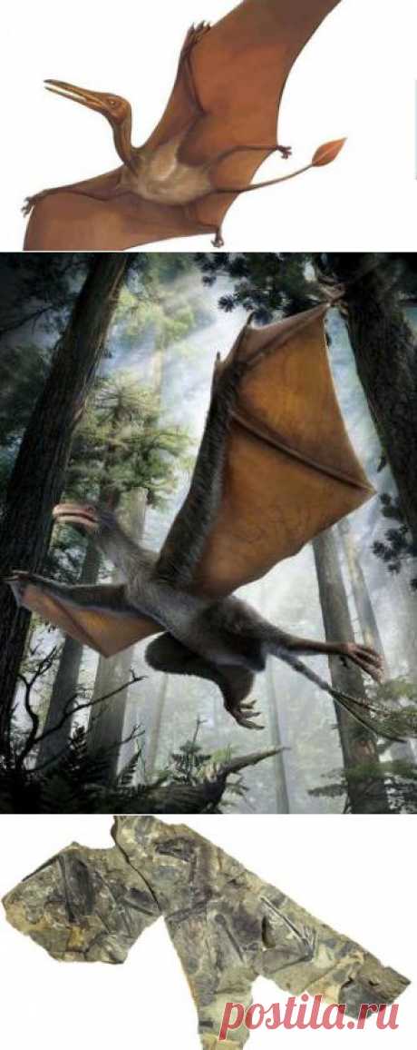 В Китае ученые обнаружили динозавра-«бэтмена» Юрского периода