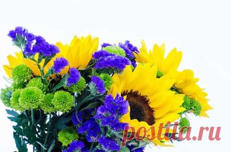 Flowers  Free Stock Photo HD - Public Domain Pictures